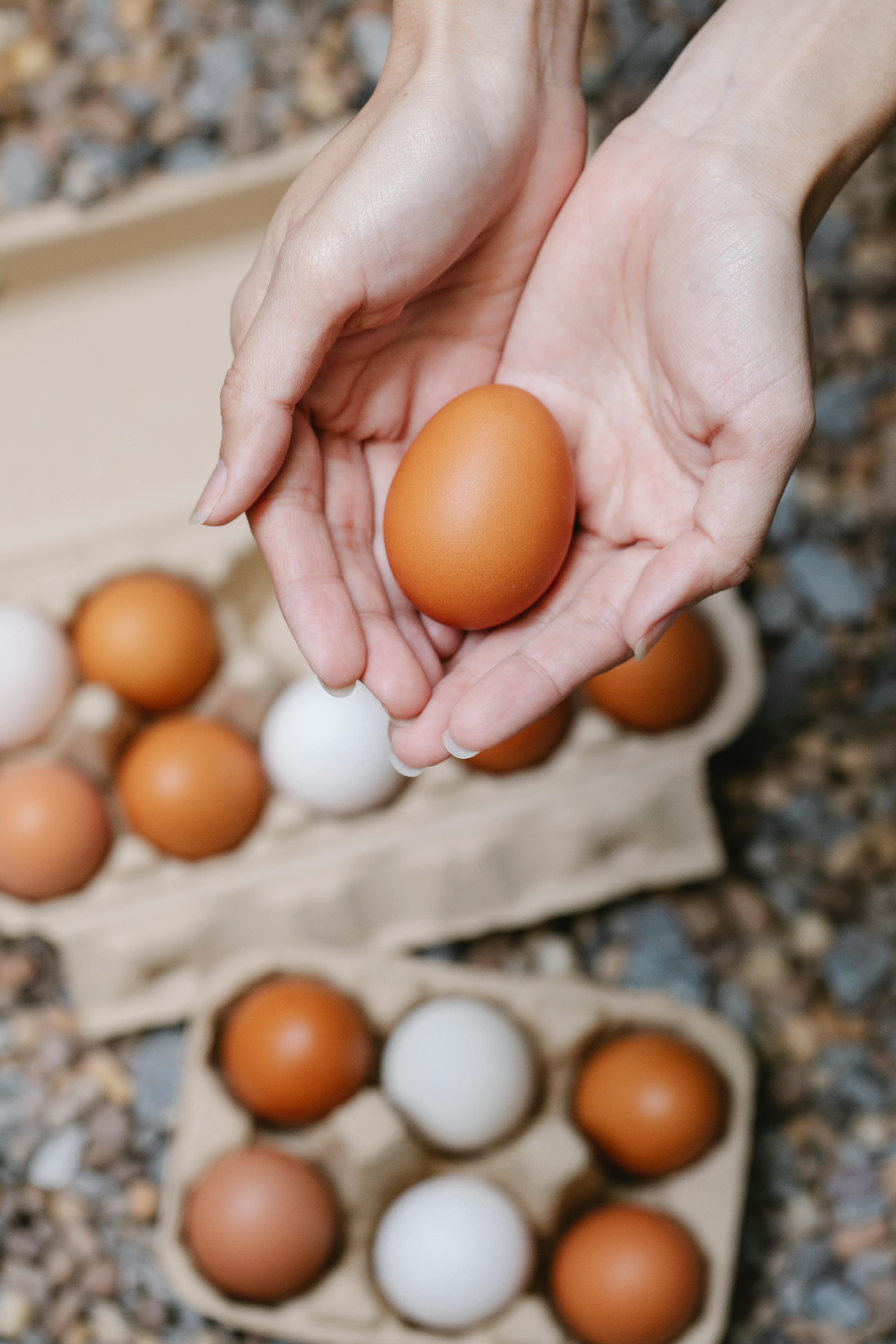 Fresh Eggs Slide 3